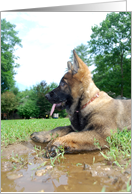 German Shepherd Dog Raina card