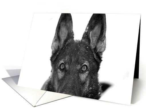 German Shepherd Dog Raina card (797674)