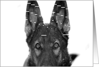 German Shepherd Dog Raina card
