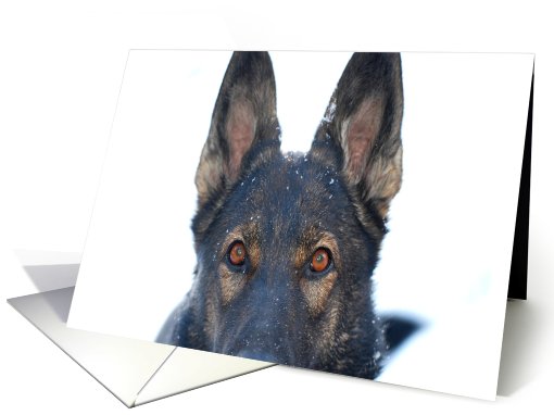 German Shepherd Dog Raina card (797676)