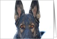 German Shepherd Dog Raina card