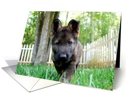 German Shepherd Dog Raina card (797679)