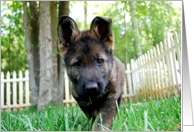 German Shepherd Dog Raina card