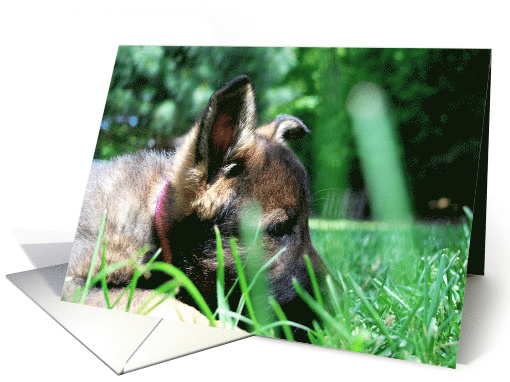 German Shepherd Dog Raina card (797681)