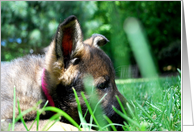 German Shepherd Dog Raina card
