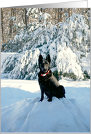 German Shepherd Dog Kasch card