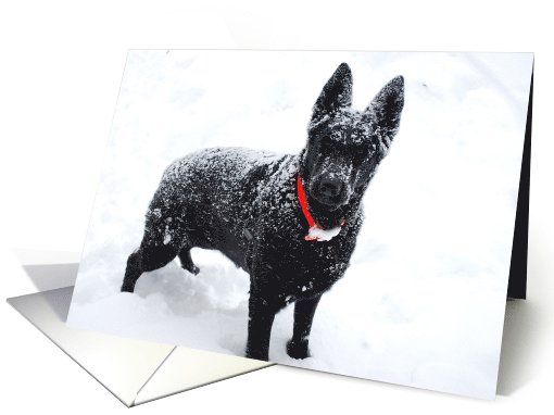 German Shepherd Dog Kasch card (797700)