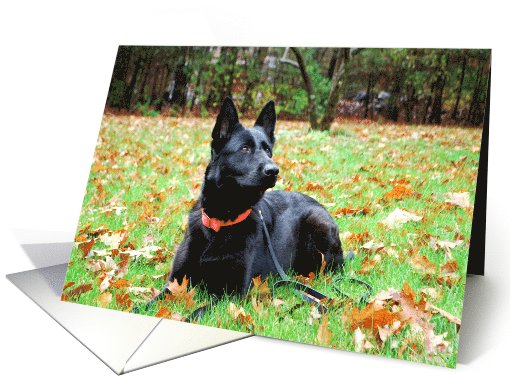 German Shepherd Dog Kasch card (797701)
