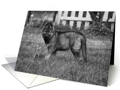 German Shepherd Dog Danica card (797702)