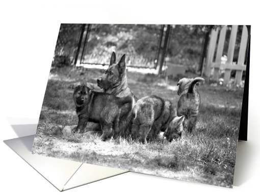 German Shepherd Dog Baila card (797704)