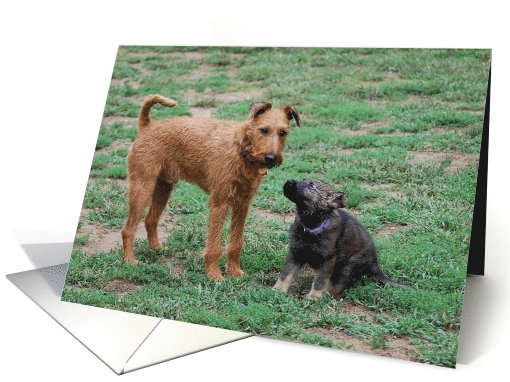 Irish Terrier & German shepherd pup card (797709)