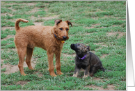 Irish Terrier & German shepherd pup card