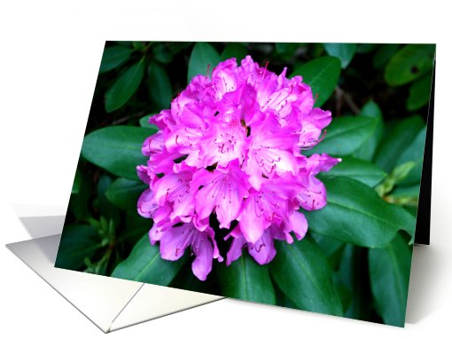 Pink Rhododendron card (797761)