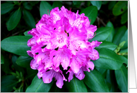 Pink Rhododendron card