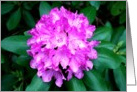 Pink Rhododendron card