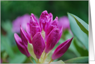 Pink Rhododendron card