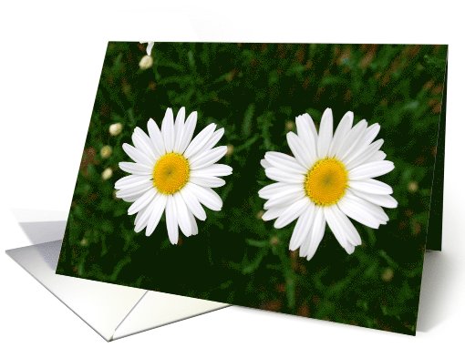 Daisy flower card (797780)