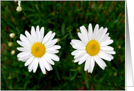 Daisy flower card