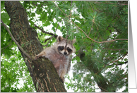 Hi Raccoon in tree card