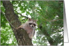 Hi Raccoon in tree card