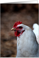 White Chicken card