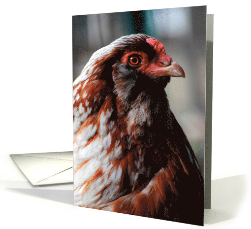 Red Chicken card (800297)