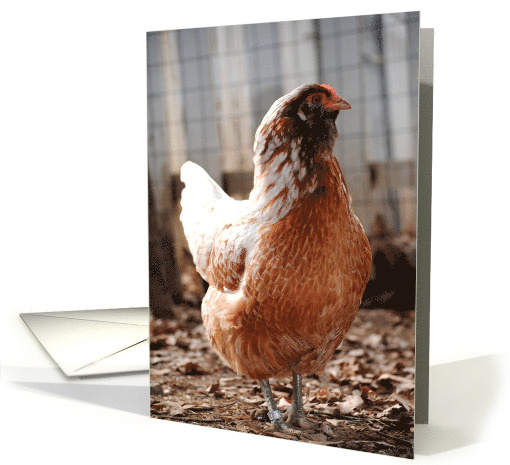 Red Chicken card (800298)