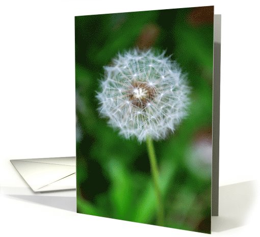 Dandelion seed card (800310)
