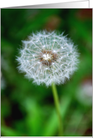Dandelion seed card