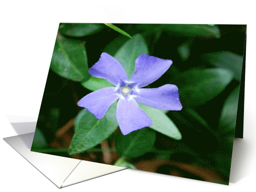 purple flower card (800313)