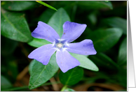 purple flower card