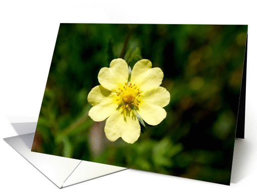 yellow flower card (800318)