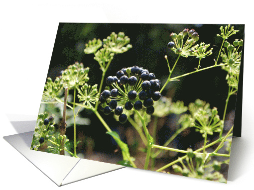 blue berries card (800332)