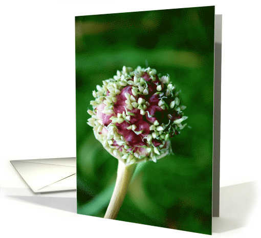 pink garlic bud card (800339)