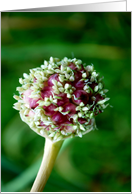 pink garlic bud card