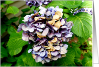 Hydrangea flower card
