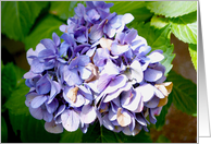 Purple Hydrangea flower card