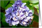 Purple Hydrangea flower card