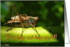 Happy Birthday . . . Bug-Eat-Bug World For Bug Lovers card