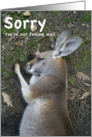 Sorry you’re not feeling well Kangaroo lying down card