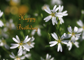 Stitchwort Birthday...