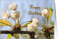 Spring Blossom Birthday Card