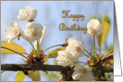 Spring Blossom Birthday Card