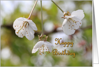 Spring Blossom Birthday Card