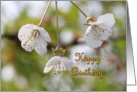 Spring Blossom Birthday Card