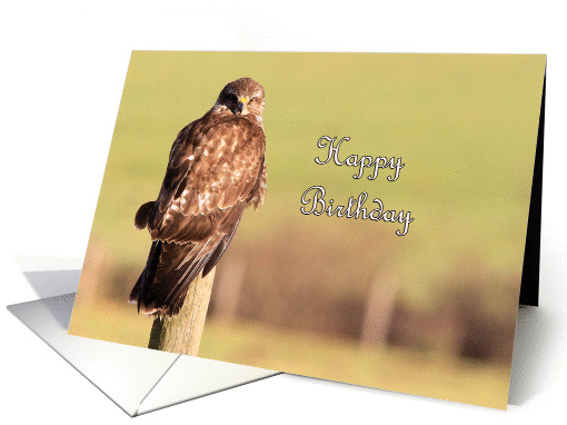 Buzzard Birthday card (804771)