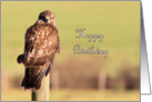 Buzzard Birthday Card