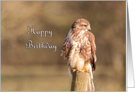 Buzzard Birthday Card