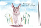 Thinking of you on loss of your pet, rabbit in natural setting. card