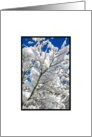 Christmas Holiday Snowy Tree Branch Peace Photograph card